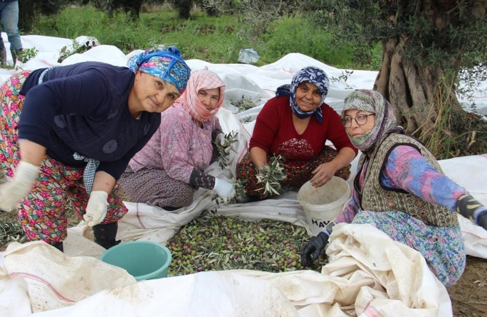 SOFRALIK ZEYTİN ÜRETİMİNİN YÜZDE 10’UNU AYDIN KARŞILIYOR