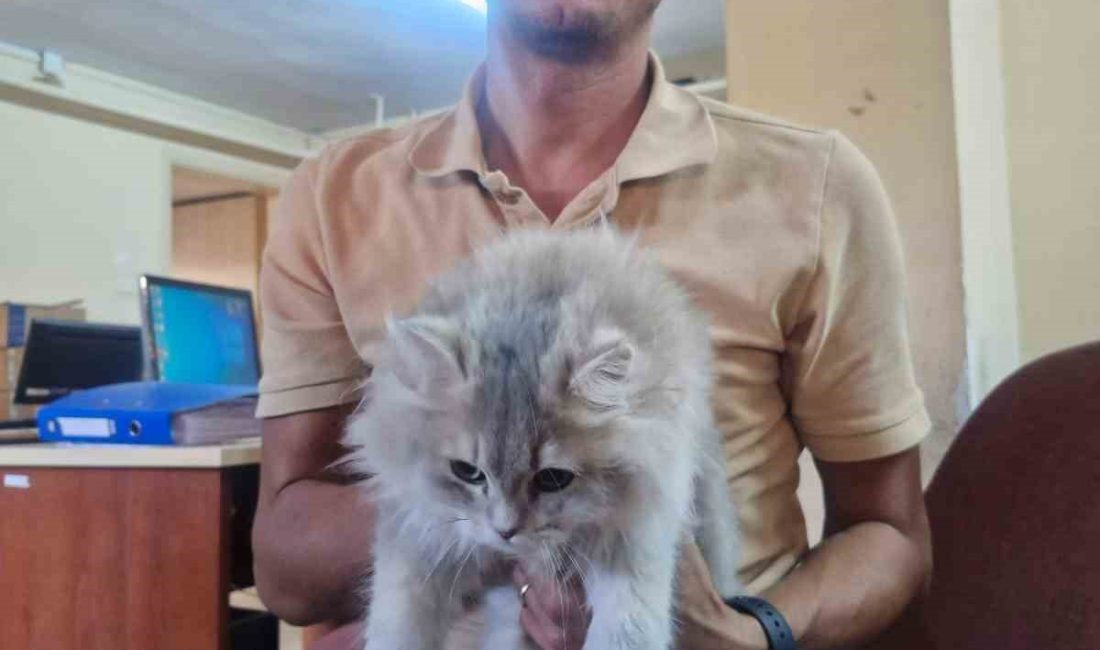 SÖKE İLÇE TARIM VE ORMAN MÜDÜRLÜĞÜ, SAHİPLİ EV HAYVANLARININ SAĞLIK
