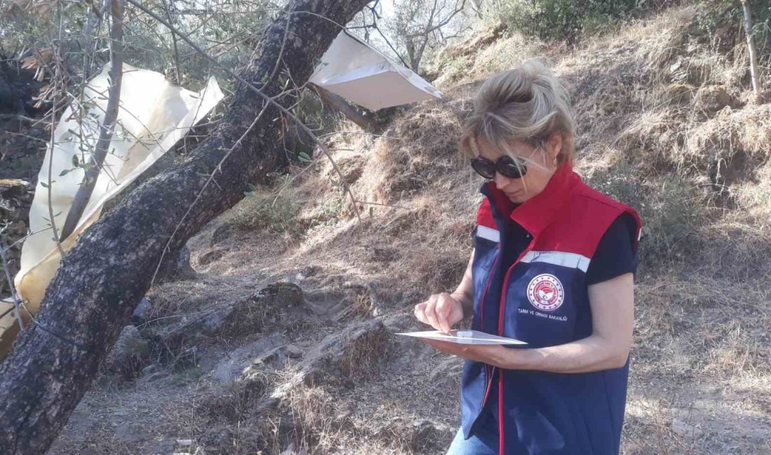 SÖKE İLÇE TARIM VE ORMAN MÜDÜRLÜĞÜ EKİPLERİ, SEZON ÖNCESİ TARIMSAL