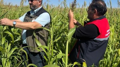 AFYONKARAHİSAR’DA HAYVAN YEMİ OLARAK KULLANILAN SORGUM VE SUDAN OTLARINDA HASAT