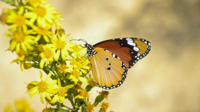 MAKRO ÇEKİM YAPMAK İÇİN DOĞAYA ÇIKAN MANİSALI FOTOĞRAFÇILAR, YAŞAM ALANI