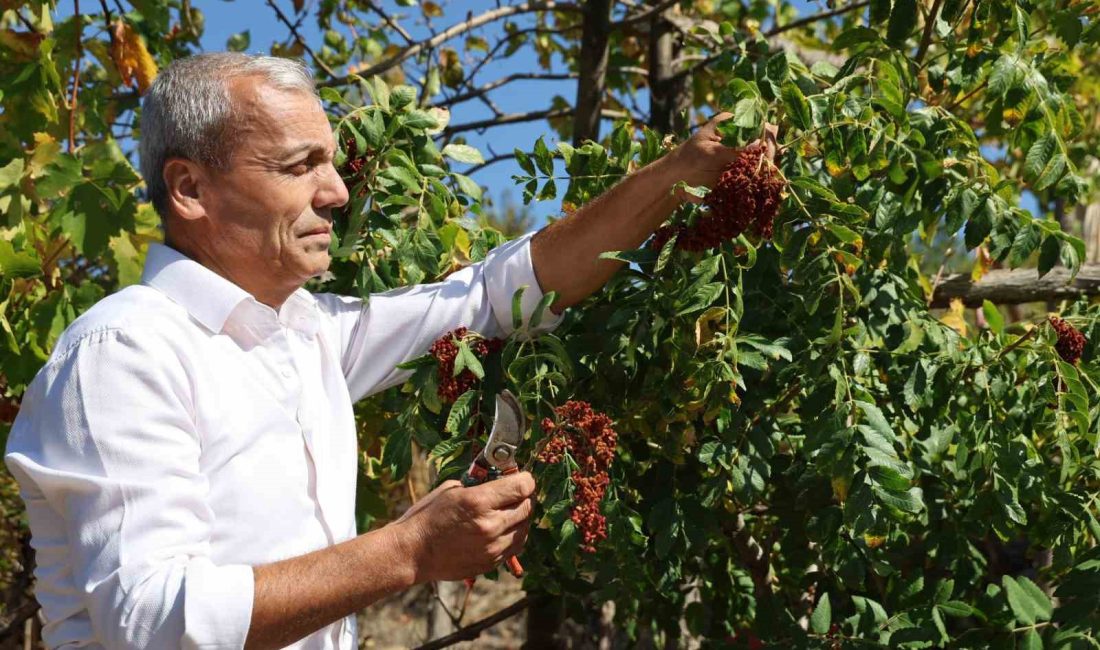 ADANA’NIN SAİMBEYLİ İLÇESİNDE 20 YIL ÖNCE İLÇESİNİN ÜNLÜ KİRAZININ EKONOMİK