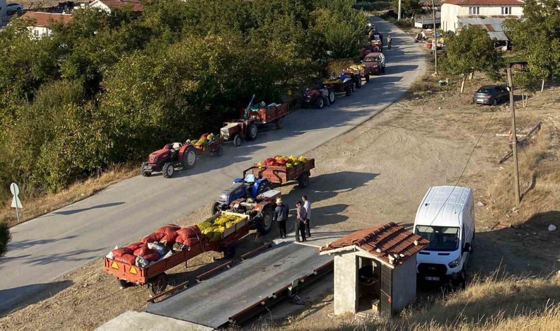 BİLECİK'İN GÖLPAZARI İLÇESİNİN BÜYÜKBELEN KÖYÜNDE CEVİZ ÜRETEN ÇİFTÇİLER, HASAT ETTİKLERİ