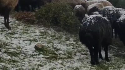 TOKAT'TAKİ KIZKAYASI YAYLASI'NDA ANİDEN BAŞLAYAN DOLU YAĞIŞI, KÜÇÜKBAŞ HAYVANLARI VE