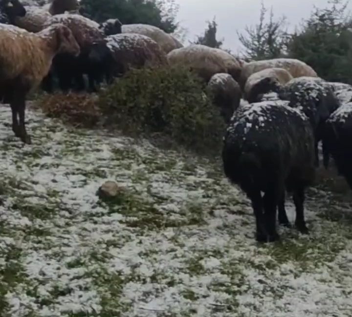 TOKAT'TAKİ KIZKAYASI YAYLASI'NDA ANİDEN BAŞLAYAN DOLU YAĞIŞI, KÜÇÜKBAŞ HAYVANLARI VE