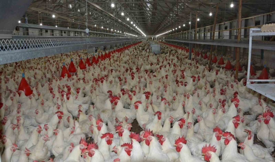 Dünyada gelişmekte olan ve gelişmiş ülkelerin başlıca temel protein kaynağının