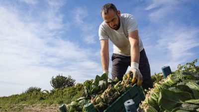 İZMİR’İN MENEMEN İLÇESİNDE, ÇİFTÇİLERİN EN ÖNEMLİ GEÇİM KAYNAKLARINDAN BİRİ OLAN,