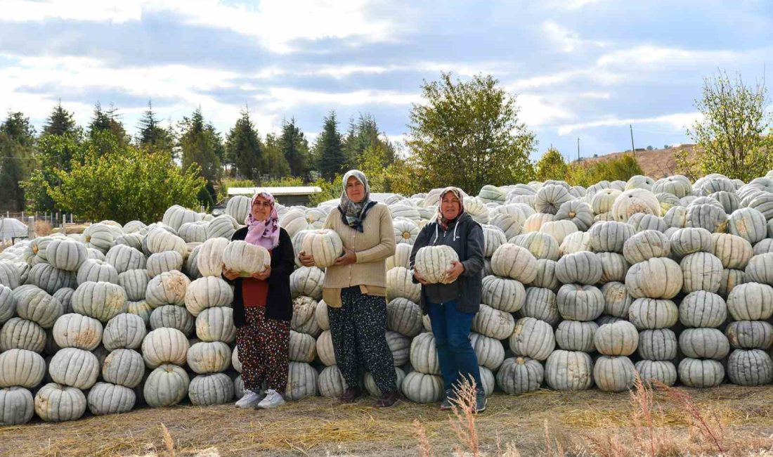 ATA TOHUMU İLE BAL KABAĞI ÜRETİMİ YAPAN KADINLAR, ÜRÜNLERİNİ ÜRÜN