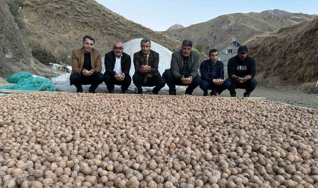 HAKKARİ’NİN YÜKSEKOVA İLÇESİNDE SONBAHAR MEVSİMİYLE BİRLİKTE CEVİZ HASADI BAŞLADI.