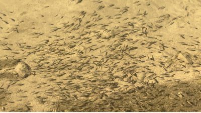 HAKKARİ'NİN YÜKSEKOVA İLÇE MERKEZİNDEN GEÇEN VE ISLAH EDİLEREK TEMİZLENEN BÜYÜKÇAY