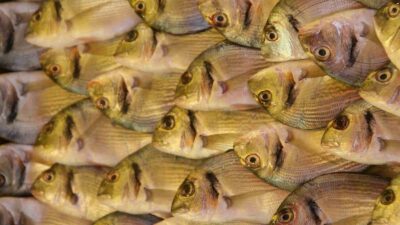 Türkiye’nin bu yılın ocak-ekim döneminde çipura ihracatı geçen yılın aynı