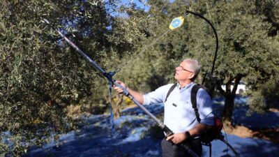 Zeytin hasadı yapan üreticileri tarlada ziyaret eden Mudanya Belediye Başkanı