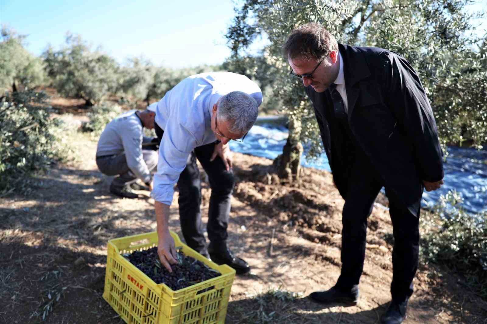 Mudanya Belediyesi Zeytin Üreticisinin Yanında 1 20241111aw327060 3