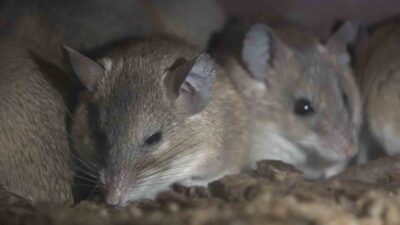 Nesli tükenmekte olan ve dünyada sadece Mersin’in Silifke ilçesinde görülen