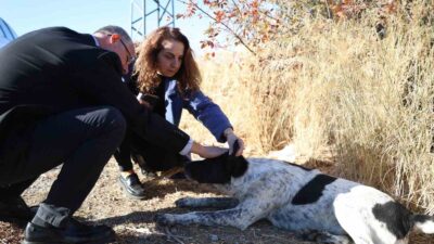 Sokak hayvanlarının daha sağlıklı bir yaşam sürmesi için çalışmalarını sürdüren