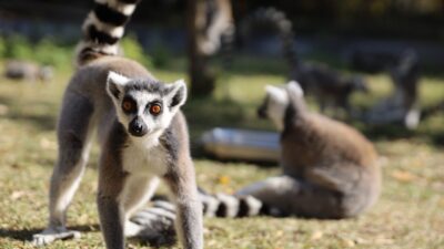 Bursa’da yaklaşık 206 bin metrekarelik alanda 137 türden bini aşkın