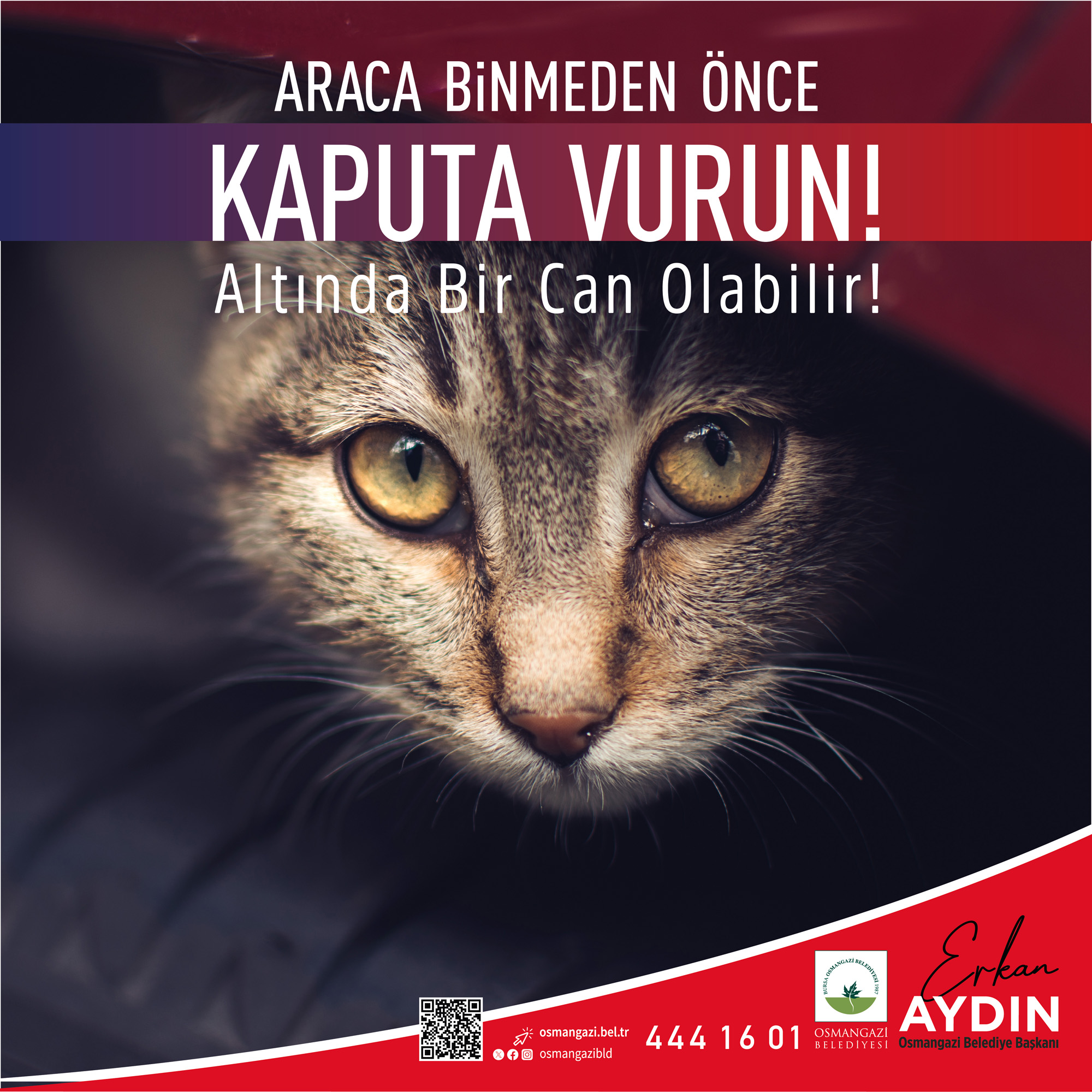 Osmangazi Belediyesi, kış ayında soğuktan araç kaputlarına ve motorlarına sığınan