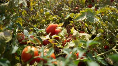 Karacabey Belediye Başkanı Fatih Karabatı, kooperatifleşmeyle çiftçinin ürünü artık tarlada