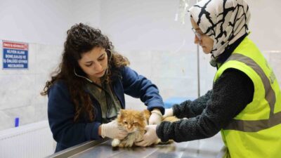 Bursa Büyükşehir Belediyesi’nin can dostları korumak ve onlara yuva kazandırmak