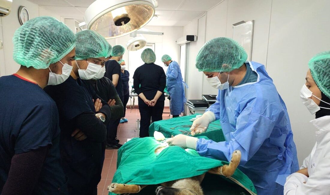 Osmangazi Belediyesi'nin Uludağ Üniversitesi Veteriner Fakültesi ile imzaladığı protokol çerçevesinde