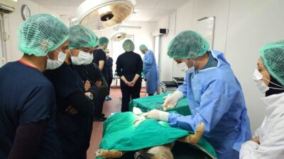 Osmangazi Belediyesi'nin Uludağ Üniversitesi Veteriner Fakültesi ile imzaladığı protokol çerçevesinde