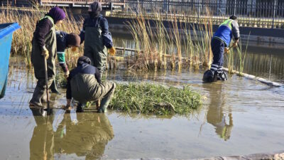 Bursa Büyükşehir Belediyesi, Gökdere Millet Bahçesi’ndeki göletin biyolojik fonksiyonlarını tekrar