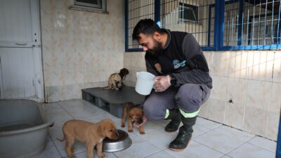 Nilüfer Belediyesi Veteriner İşleri Müdürlüğü Hayvan Bakım ve Tedavi Merkezi’nde