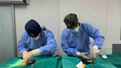 Sokaklarda sayısı hızla artan kedi popülasyonunu kontrol altında tutmak için