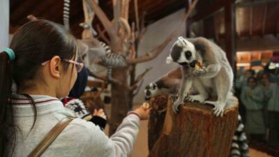 Bursa Büyükşehir Belediyesi, öğrencilere karne hediyesi olarak Hayvanat Bahçesi’nin ücretsiz