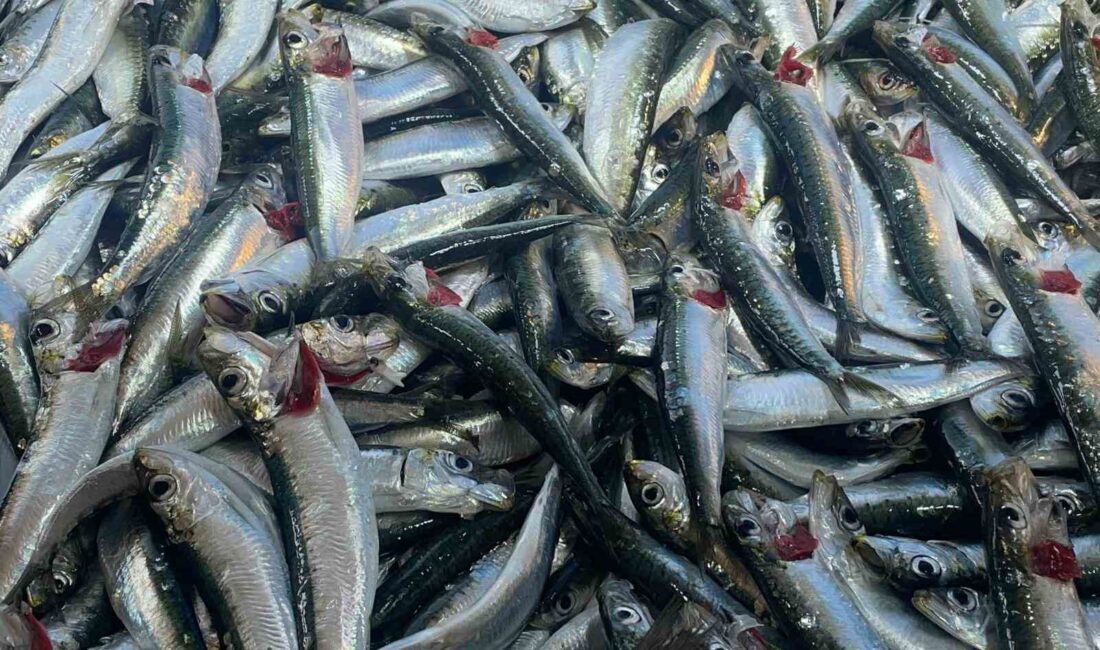Sağlıklı beslenmede günde 2 kez tüketilmesi önerilen balık, kalp hastalıklarından