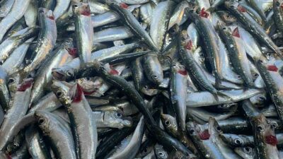 Sağlıklı beslenmede günde 2 kez tüketilmesi önerilen balık, kalp hastalıklarından