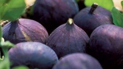 Dünyanın en kaliteli inciri kabul edilen Bursa siyah inciri, bu