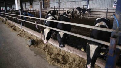 Hayvansal üretim istatistikleri verilerinden derlenen bilgilere göre, büyükbaş hayvan sayısı