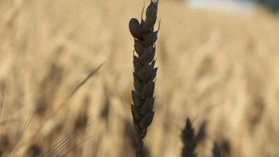 Uluslararası Hububat Konseyine (IGC) göre, Haziran 2024 / Temmuz 2025