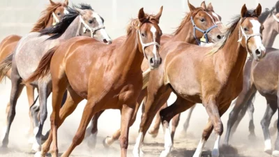 Malatya Sultansuyu Tarım İşletmesi’nde 19 tay, padok servis kapısının açılmasıyla