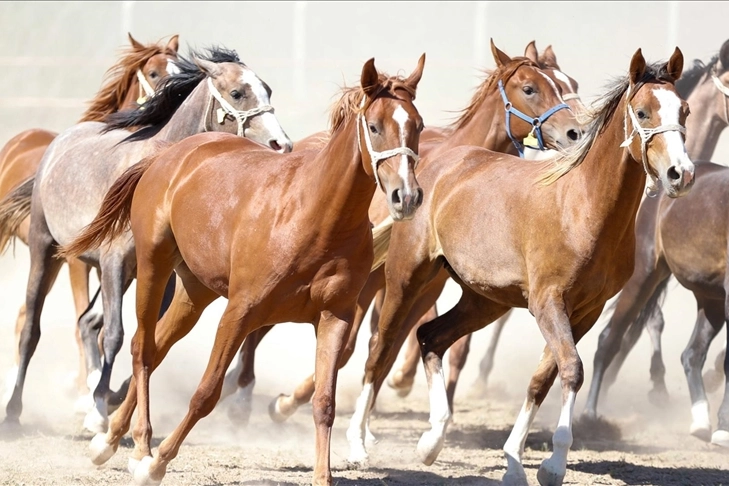 Malatya Sultansuyu Tarım İşletmesi’nde 19 tay, padok servis kapısının açılmasıyla