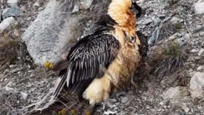 Artvin’de Deriner Barajı yakınlarında yaralı halde bulunan Sakallı Akbaba, tedavisinin