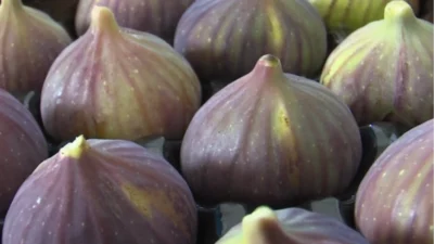 Balıkesir Büyükşehir Belediyesi Kırsal Hizmetler Dairesi Başkanlığı tarafından üreticiyi desteklemek,