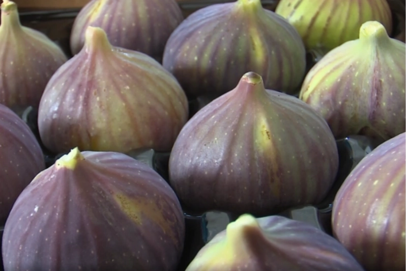 Balıkesir Büyükşehir Belediyesi Kırsal Hizmetler Dairesi Başkanlığı tarafından üreticiyi desteklemek,