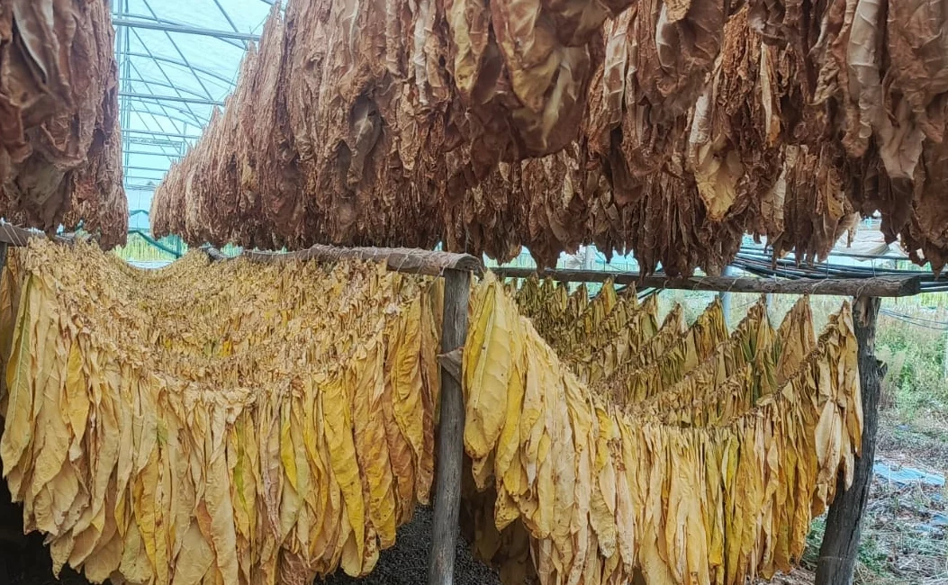 Bilecik’in Pazaryeri ilçesinde deneme amaçlı ekilen burley cinsi tütünden alınan