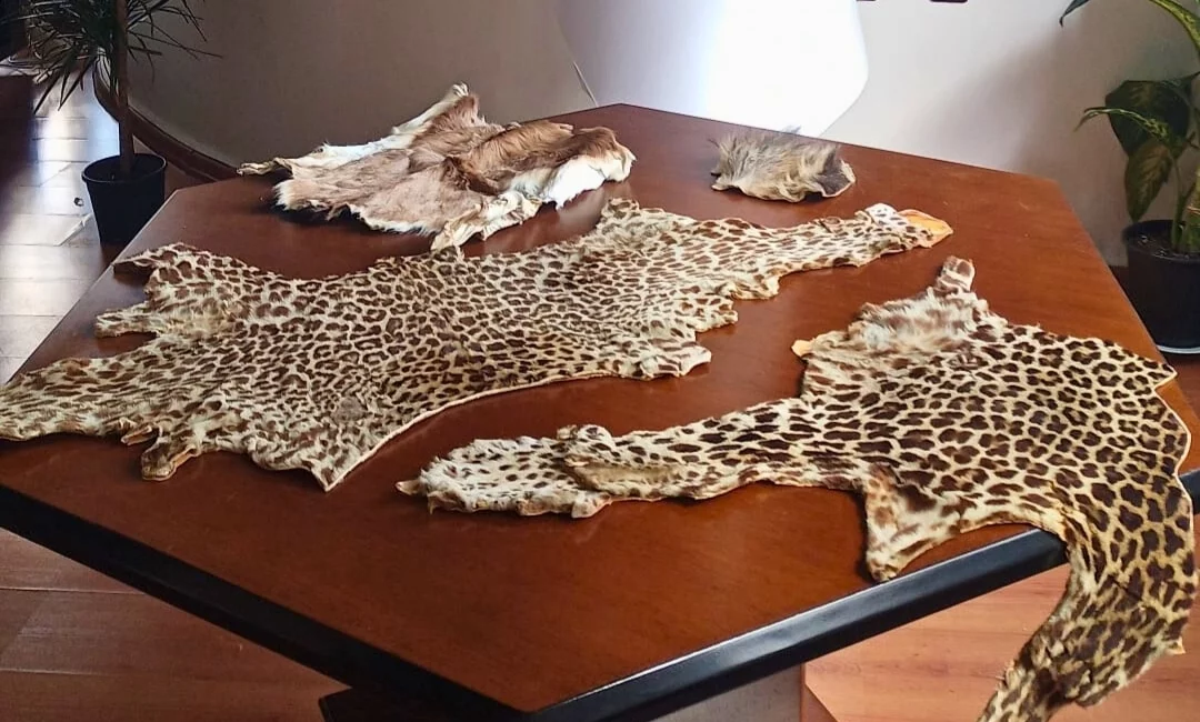 Lübnan’dan Çukurova Uluslararası Havalimanı’na gelen bir yolcunun bagajında, leopar ve