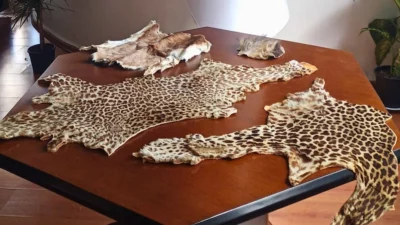 Lübnan’dan Çukurova Uluslararası Havalimanı’na gelen bir yolcunun bagajında, leopar ve