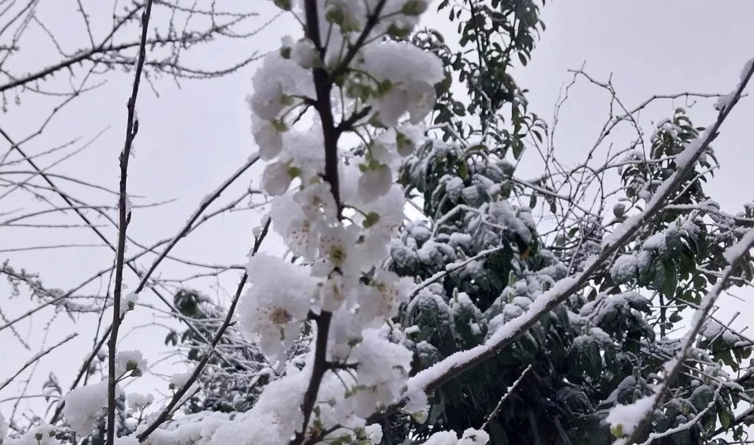 Düzce'de Kaynaşlı ilçe merkezinde güneşli havaya aldanarak erken çiçek açan