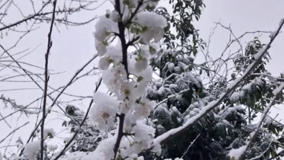 Düzce'de Kaynaşlı ilçe merkezinde güneşli havaya aldanarak erken çiçek açan