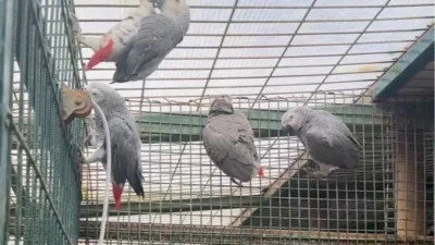 Libya’dan İstanbul’a gelen iki yolcunun bavullarında, nesli tehlike altında bulunan