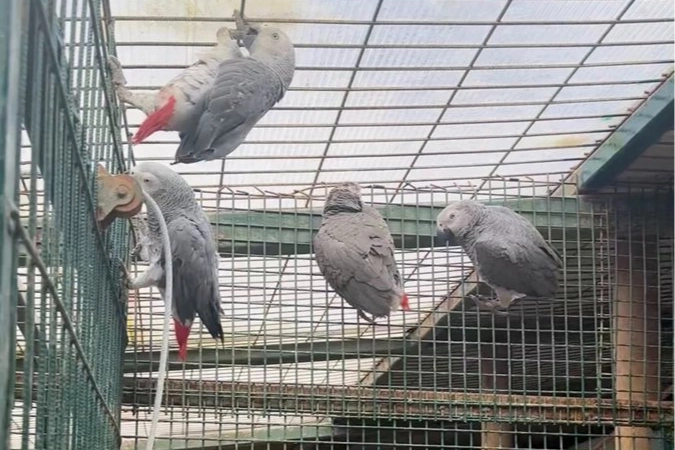 Libya’dan İstanbul’a gelen iki yolcunun bavullarında, nesli tehlike altında bulunan