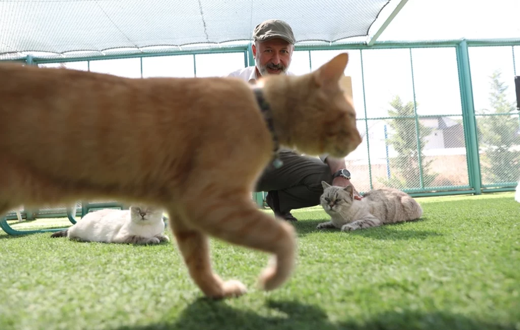 Kayseri’de ilk olan Kocasinan Belediyesi’nin “Küçük Dostlar Kedi Kasabası”, Dünya