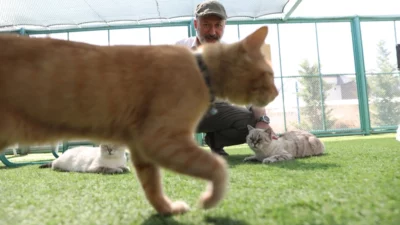 Kayseri’de ilk olan Kocasinan Belediyesi’nin “Küçük Dostlar Kedi Kasabası”, Dünya