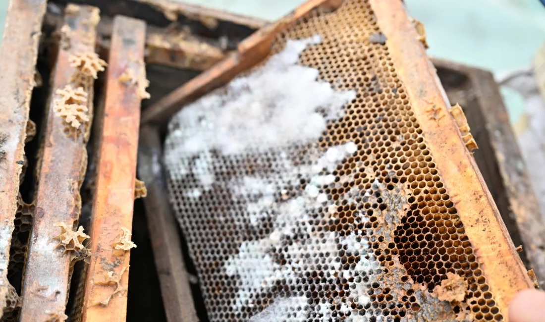 Manisa Büyükşehir Belediyesi, sel felaketinden etkilenen üreticilere yönelik desteklerini aralıksız