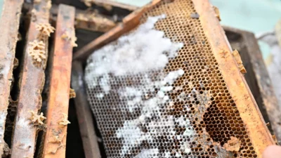 Manisa Büyükşehir Belediyesi, sel felaketinden etkilenen üreticilere yönelik desteklerini aralıksız